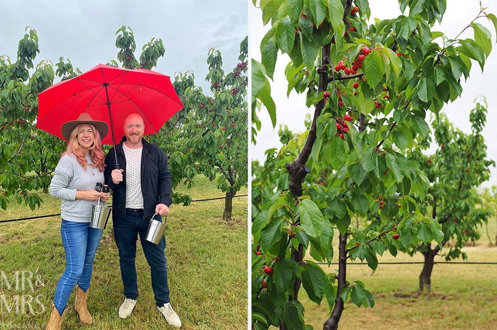 Essential guide to Mudgee NSW - !0's Estate cherry picking